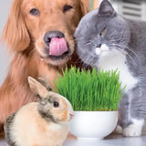 Cat / Dog Grass Seeds