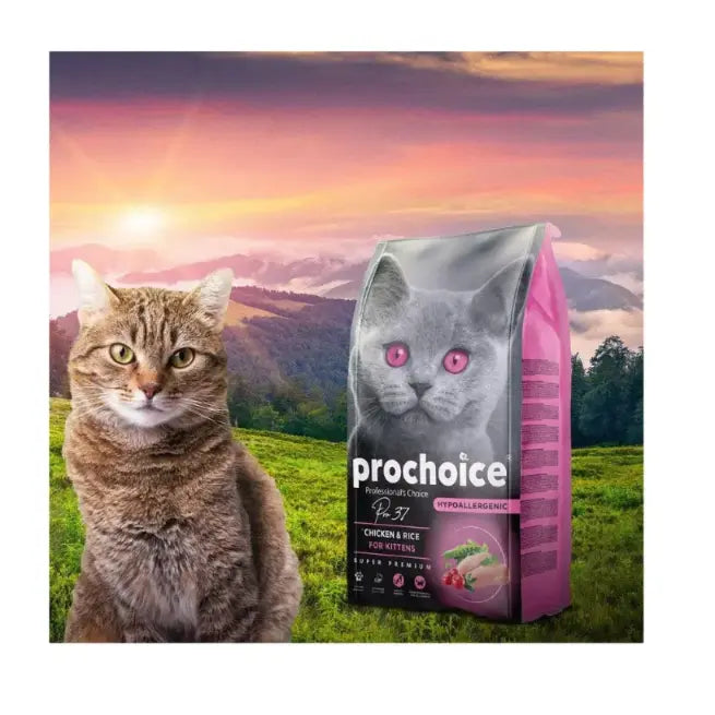 Pro37 Chicken & Rice Recipe | Kitten